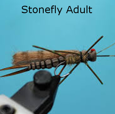Stonefly  Flyfishers at the Crossing