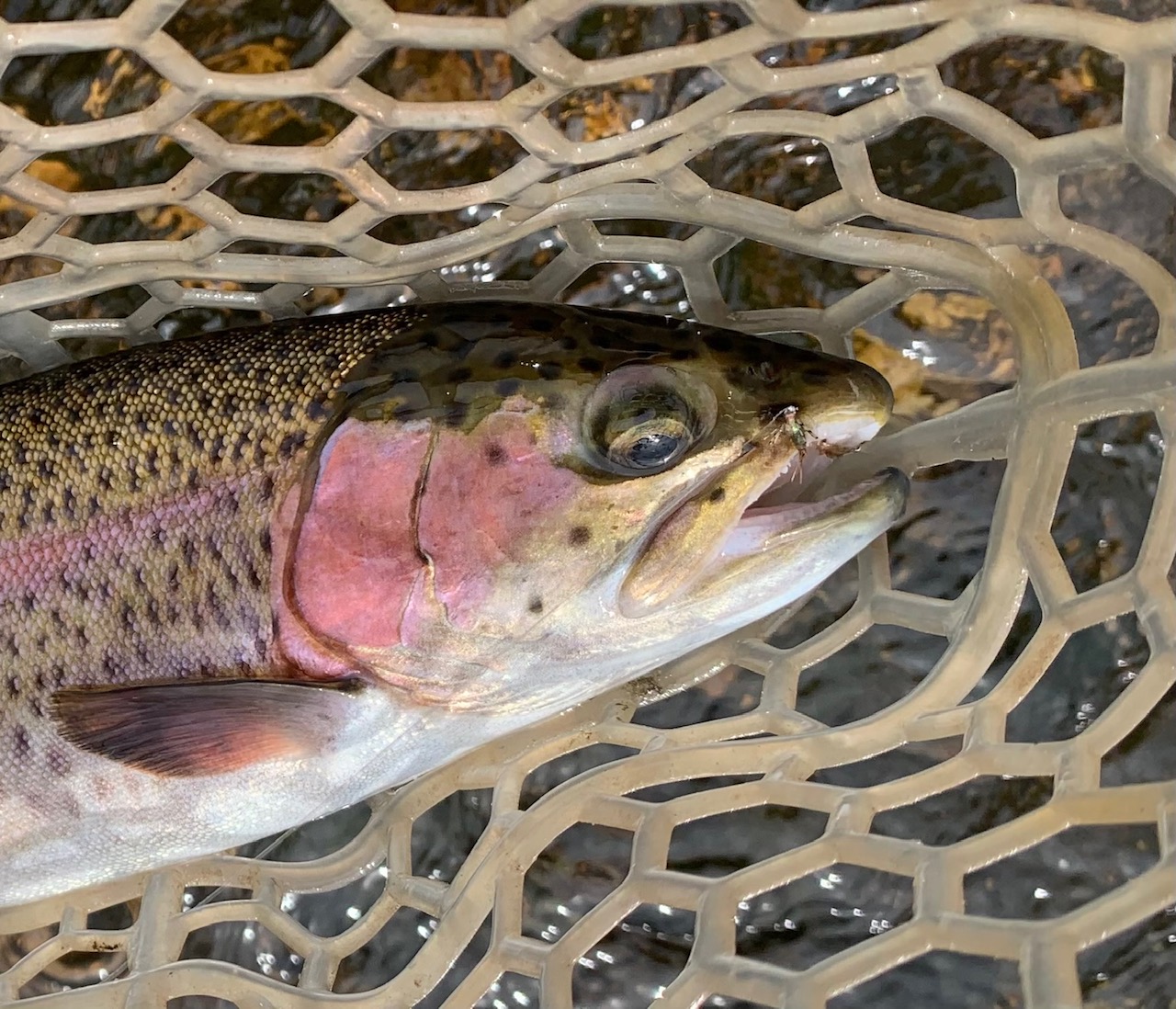 Rainbow Trout  Solar Hoodie - Fly Fishing Journeys