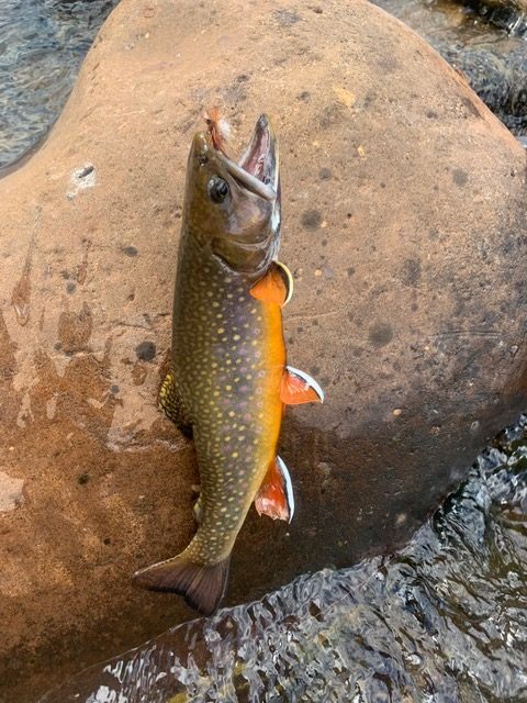 American Museum of Fly Fishing - Joe Brooks caught this brown trout on a  red and yellow streamer, similar to a Mickey Finn. From Joe Brooks, 'The  Complete Book of Fly Fishing