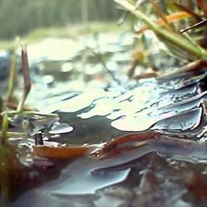 "Bugs of the Underworld" - Stoneflies "Bugs of the Underworld" - Stoneflies