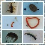 Stream Team Event - March 2017